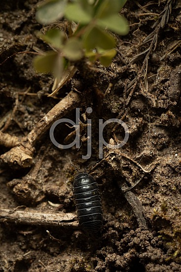 D Jones Photography, Sugar Land, brown, djonesphoto, excursions with djp, macro, personal, pill bug, quarantine, black