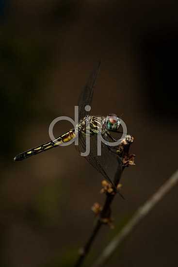 D Jones Photography, Sugar Land, blue, djonesphoto, dragonfly, excursions with djp, macro, personal, quarantine, red, yellow, black
