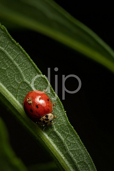 D Jones Photography, Sugar Land, djonesphoto, excursions with djp, green, ladybug, macro, personal, quarantine, red, black