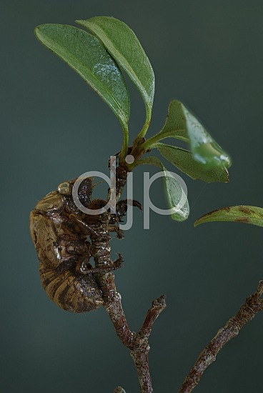 cicada shell, focus stacking, green, macro, quarantine, brown