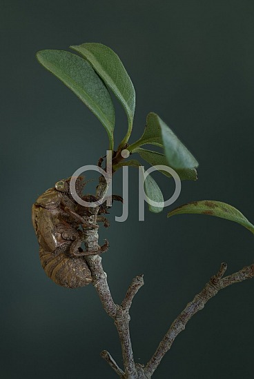 cicada shell, focus stacking, green, macro, quarantine, brown