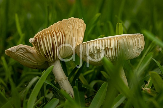 D Jones Photography, Sugar Land, djonesphoto, excursions with djp, fungi, macro, mushrooms, personal, quarantine, white, brown