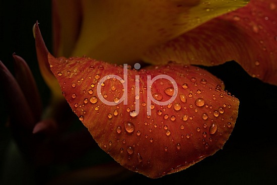 D Jones Photography, Sugar Land, djonesphoto, droplets, excursions with djp, macro, orange, personal, quarantine, yellow, canna lily