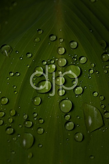 Sugar Land, djonesphoto, droplets, excursions with djp, green, leaf, macro, personal, quarantine, D Jones Photography