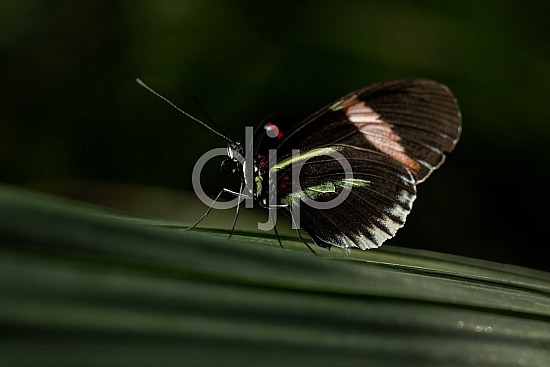 Butterfly Exhibit, D Jones Photography, HMNS, Houston Museum of Natural Science, brown, butterfly, djonesphoto, green, macro, quarantine, red, white, black
