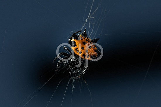 Spiny Orb Spider