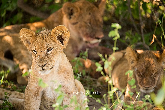 African Photographic Safari