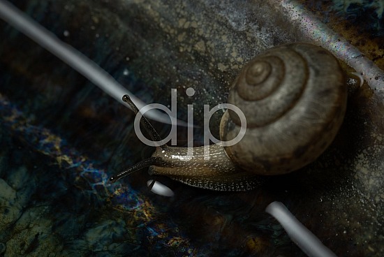 Drinking Snail