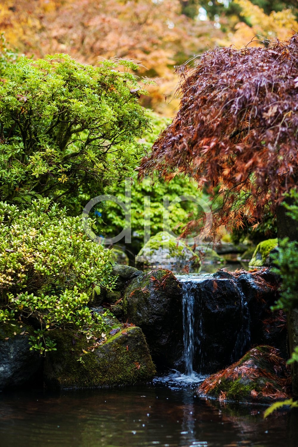 Japanese Garden Falls I