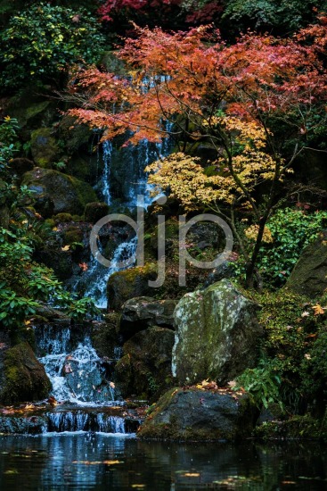 Japanese Garden Falls II
