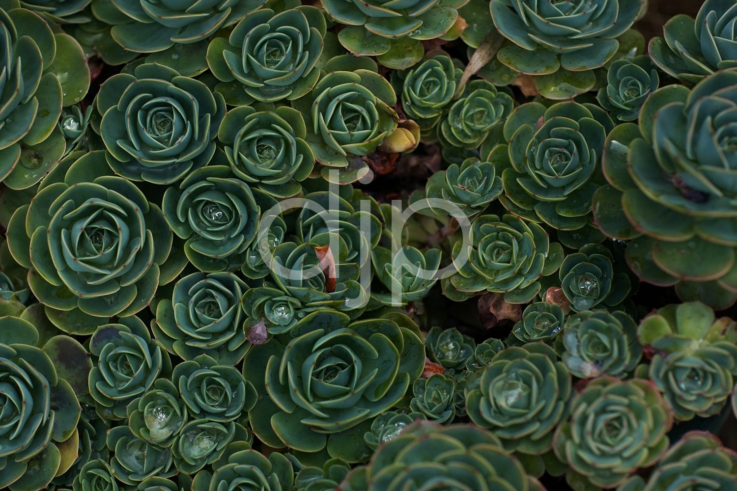 Green Roses