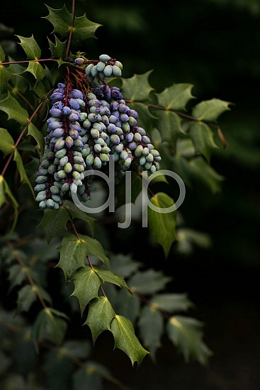 McMenamins Edgefield, djonesphoto, green, oregon, purple, D Jones Photography
