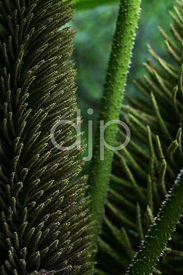 D Jones Photography, McMenamins Edgefield, djonesphoto, gardens, green, oregon, abstract