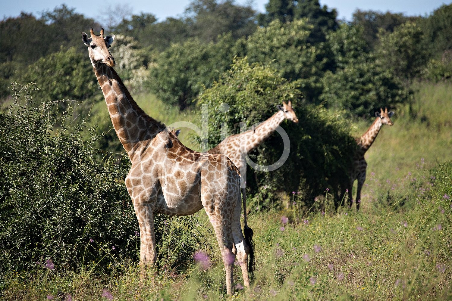 Safari, Zimbabwe, blue, brown, d. jones photography, djonesphoto, giraffes, green, yellow, Africa