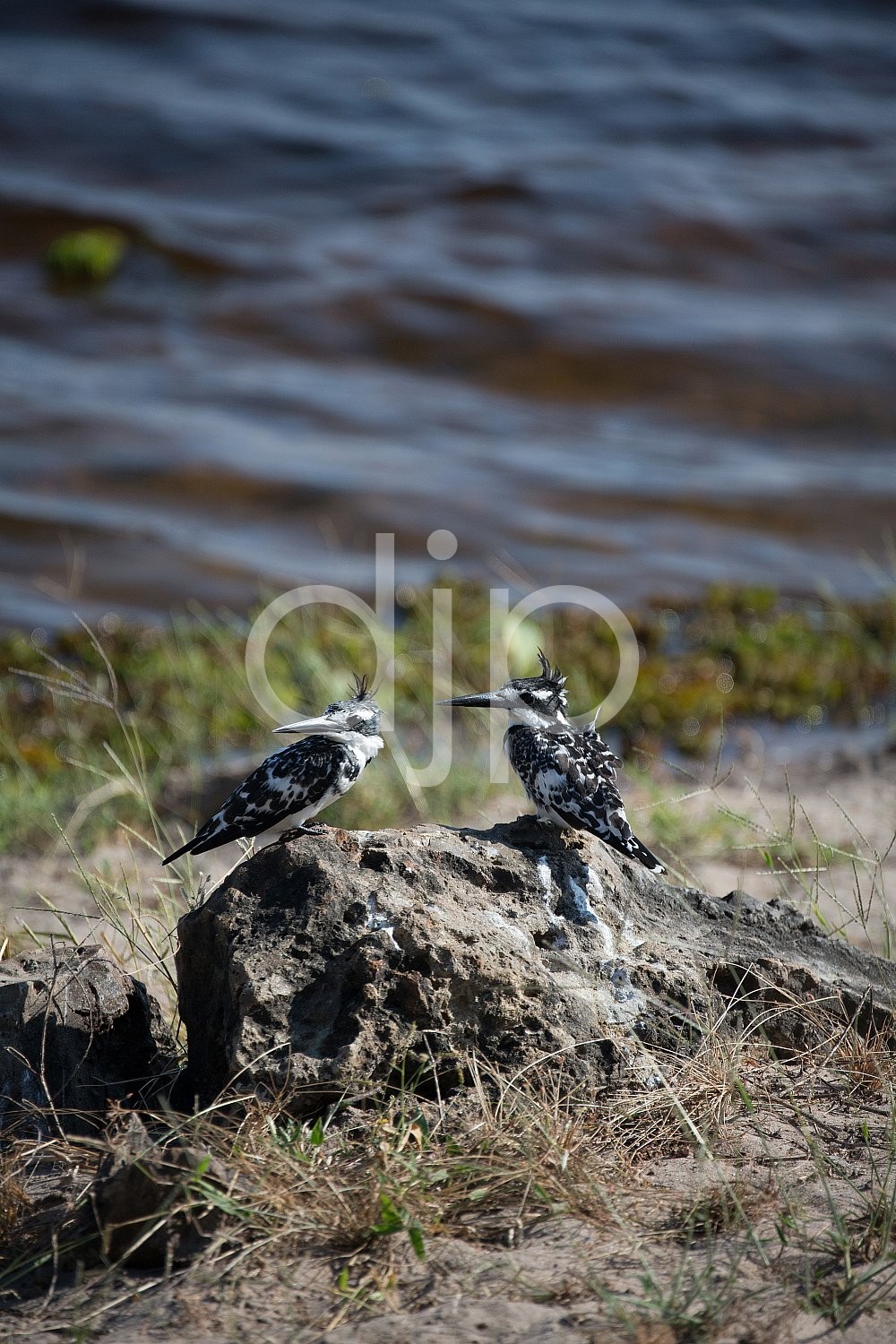 Pair of Pied Kingfishers