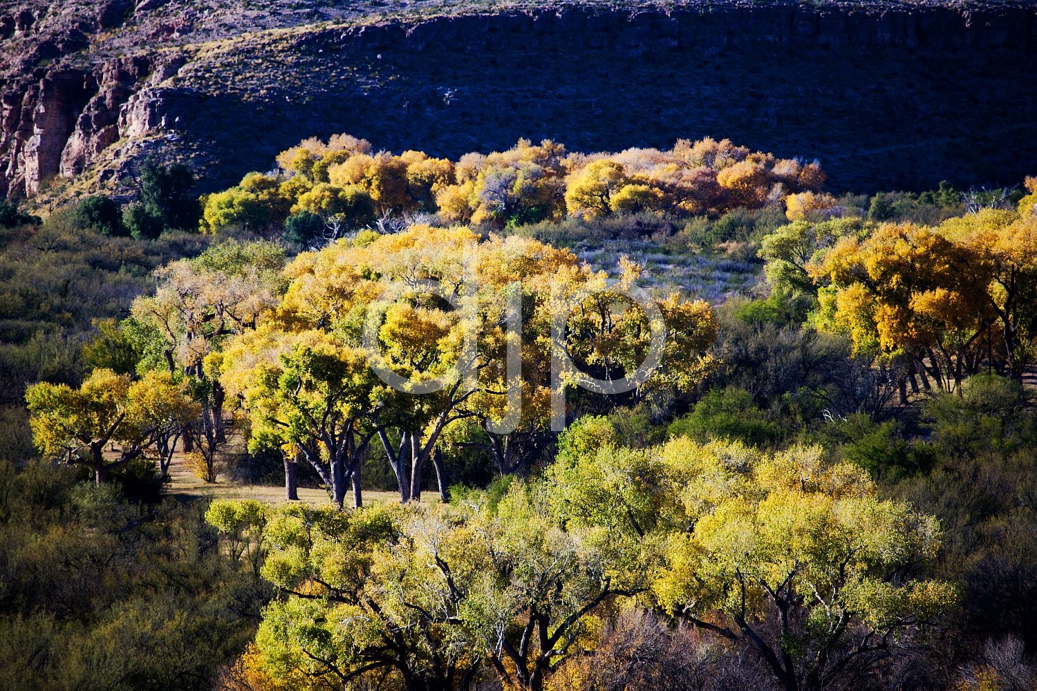 D Jones Photography, big bend national park, brown, djonesphoto, green, hiking, yellow, Big Bend