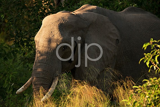 Single elephant