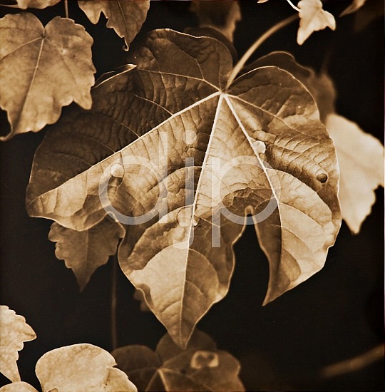 Leaf I