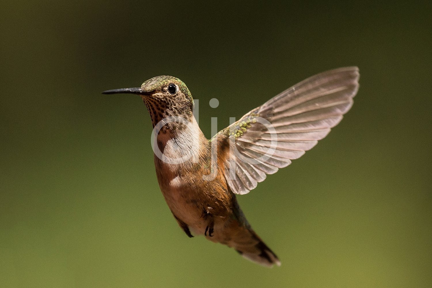New Mexico, Santa Fe National Forest, nm, hummingbirds
