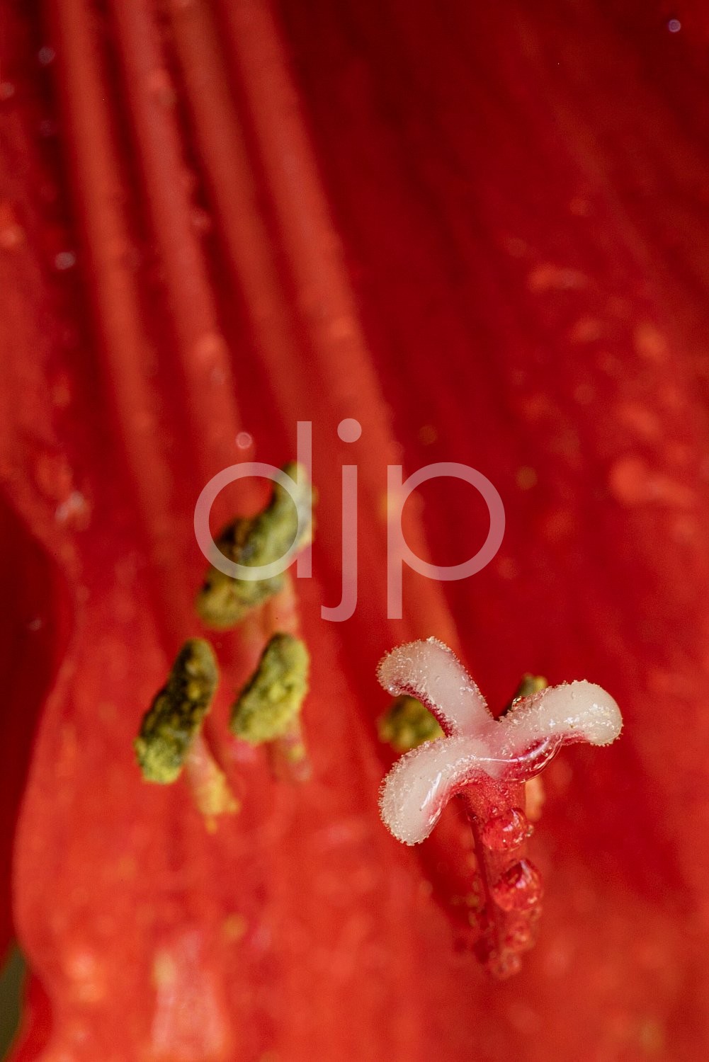 D Jones Photography, djonesphoto, flowers, macro, orchids, personal