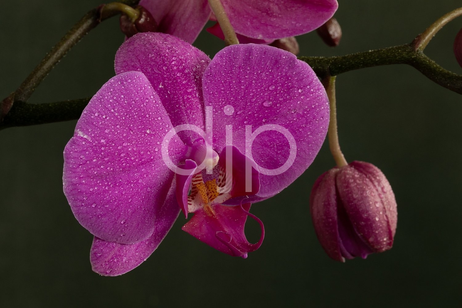 djonesphoto, flower, flowers, macro, orchid, orchids, personal, pink, yellow, D Jones Photography