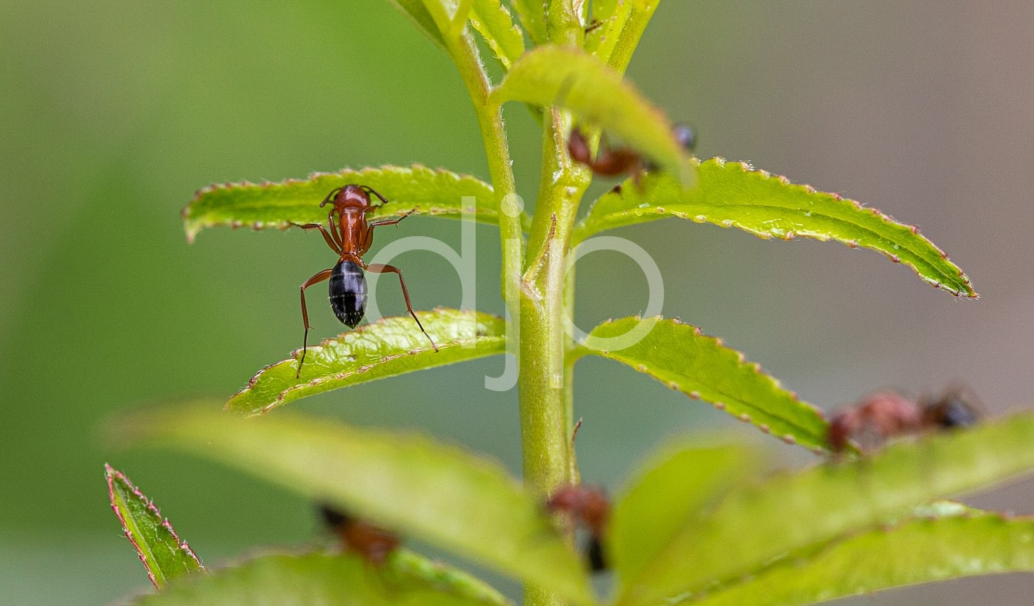 D Jones Photography, black, djonesphoto, green, macro, personal, red, ants