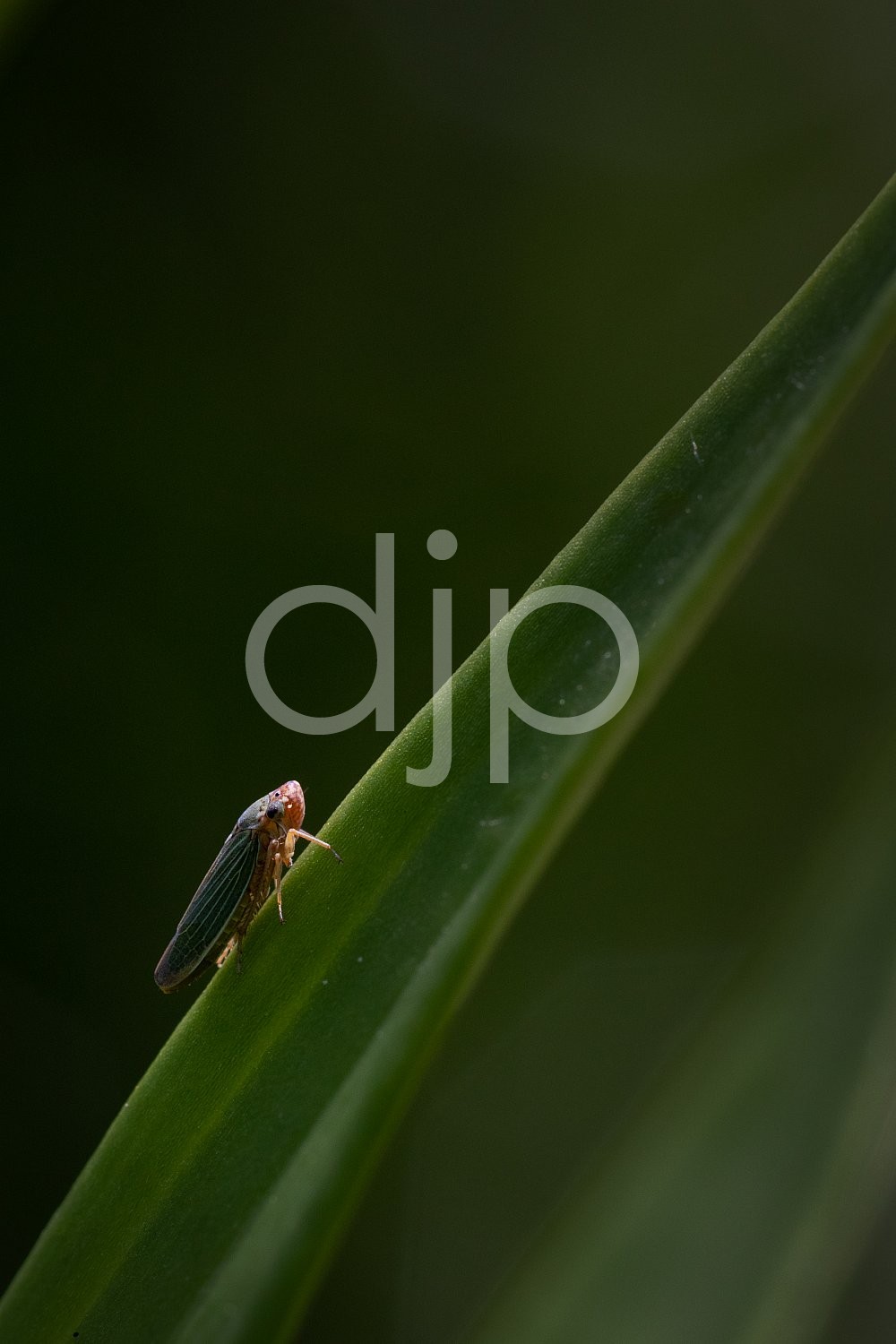 D Jones Photography, Sugar Land, djonesphoto, excursions with djp, green, macro, personal, quarantine, bugs