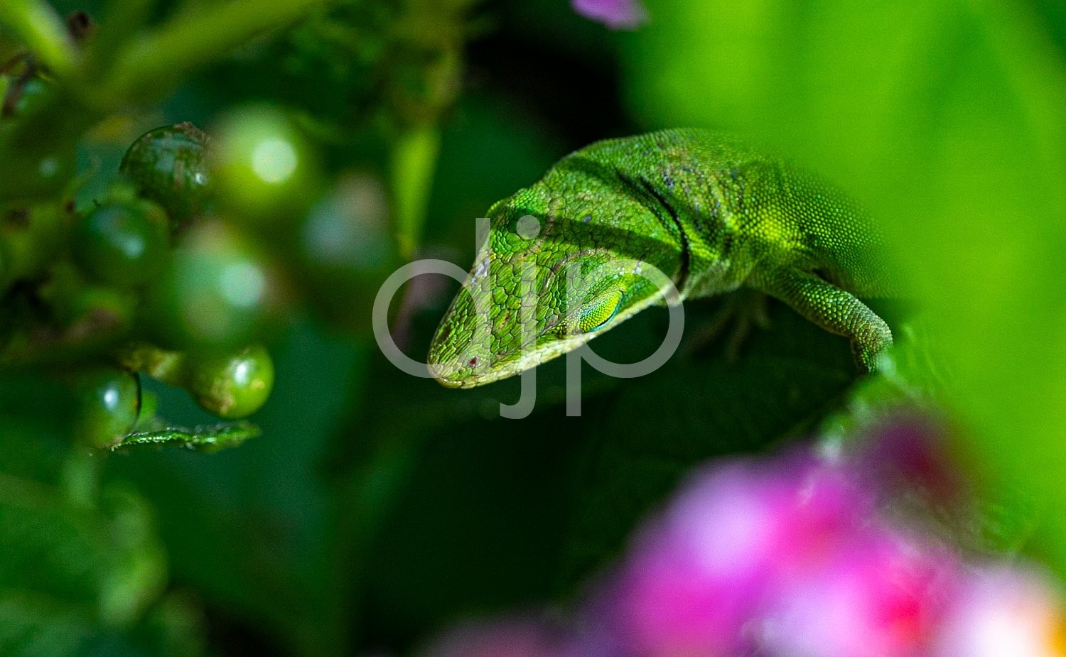 D Jones Photography, djonesphoto, flowers, ladybug, lizard, macro, personal