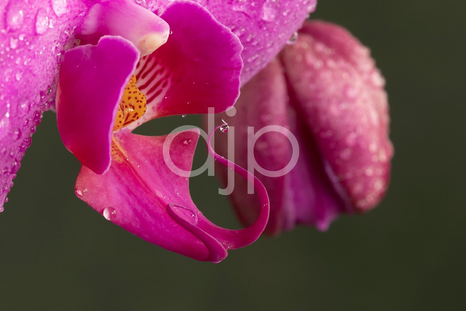 djonesphoto, flower, flowers, macro, orchid, orchids, personal, pink, D Jones Photography