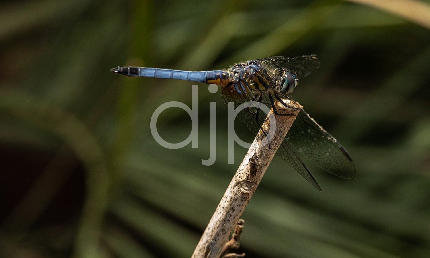 D Jones Photography, blue, djonesphoto, dragonfly, macro, personal, black