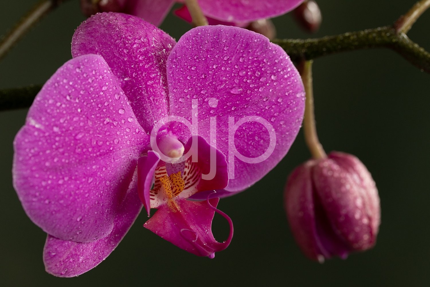 djonesphoto, flower, flowers, green, macro, orchid, orchids, personal, pink, D Jones Photography