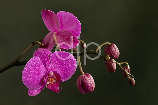 djonesphoto, flower, flowers, green, macro, orchid, orchids, personal, pink, yellow, D Jones Photography