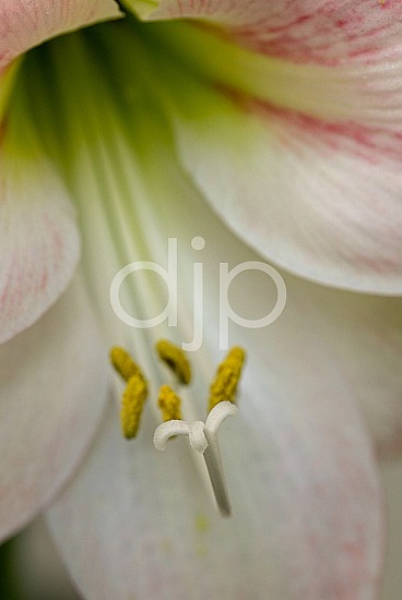 D Jones Photography, djonesphoto, flowers, macro, personal