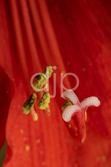 D Jones Photography, djonesphoto, flowers, macro, orchids, personal