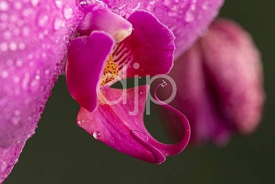 djonesphoto, flower, flowers, macro, orchid, orchids, personal, pink, yellow, D Jones Photography
