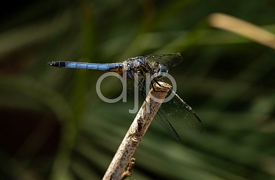 D Jones Photography, blue, djonesphoto, dragonfly, macro, personal, black
