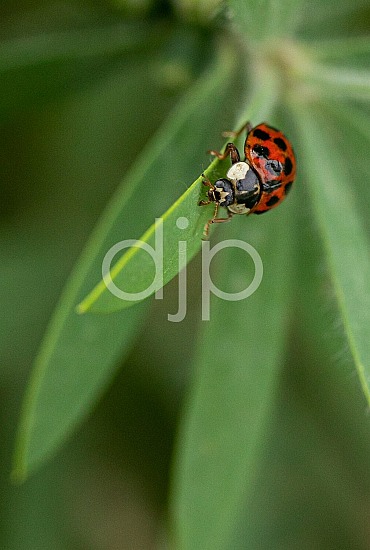 D Jones Photography, djonesphoto, flowers, ladybug, lizard, macro, personal