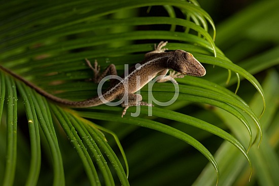 D Jones Photography, Sugar Land, djonesphoto, excursions with djp, green, lizard, macro, personal, quarantine, sago palm, brown