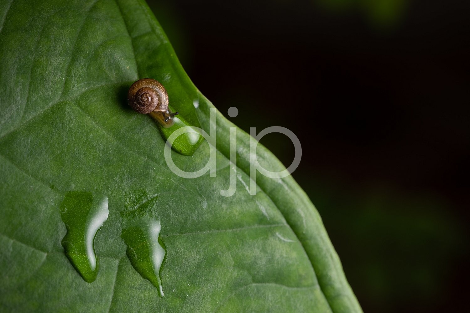 D Jones Photography, Sugar Land, djonesphoto, excursions with djp, green, macro, personal, quarantine, snail, brown