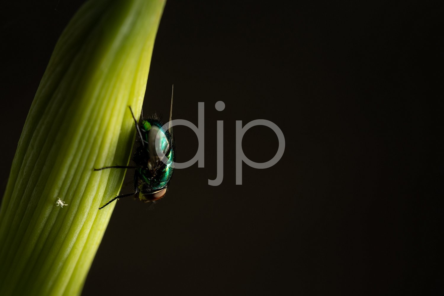 D Jones Photography, Sugar Land, djonesphoto, excursions with djp, fly, green, macro, personal, quarantine, red, black