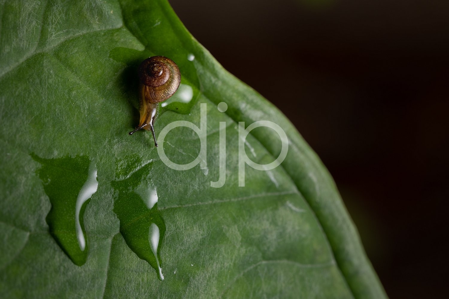 D Jones Photography, Sugar Land, djonesphoto, excursions with djp, green, macro, personal, quarantine, snail, brown
