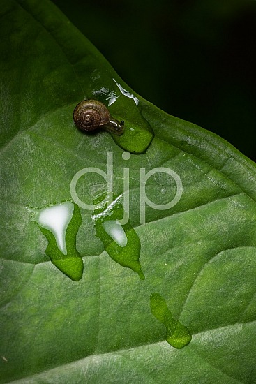 D Jones Photography, Sugar Land, djonesphoto, excursions with djp, flowers, green, macro, personal, quarantine, snail, brown