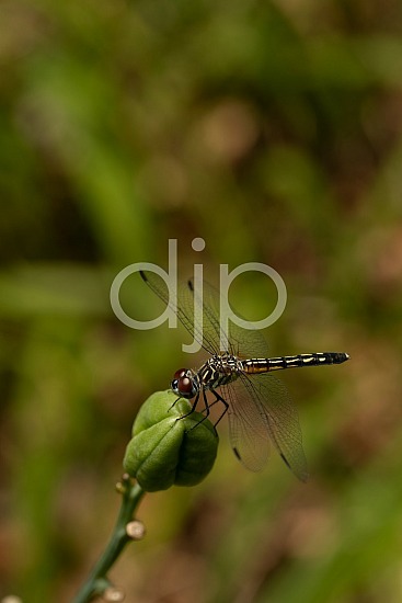 D Jones Photography, Sugar Land, djonesphoto, dragonfly, excursions with djp, macro, personal, quarantine, red, yellow, black