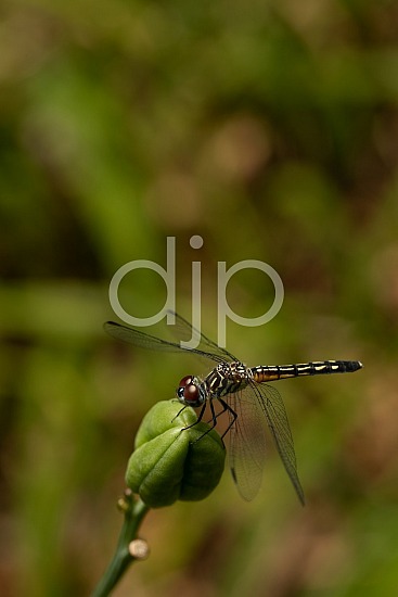 D Jones Photography, Sugar Land, djonesphoto, dragonfly, excursions with djp, macro, personal, quarantine, red, yellow, black