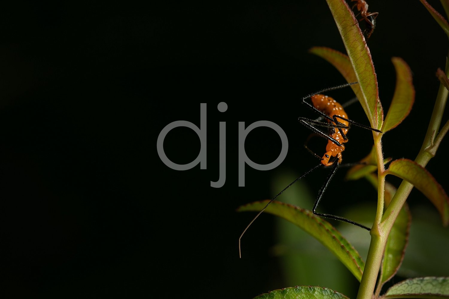 D Jones Photography, Sugar Land, assassin bug, black, djonesphoto, excursions with djp, fly, macro, orange, personal, quarantine