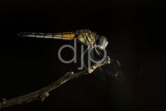 D Jones Photography, Sugar Land, djonesphoto, dragonfly, excursions with djp, flower, green, macro, personal, quarantine, red, white, yellow, blue