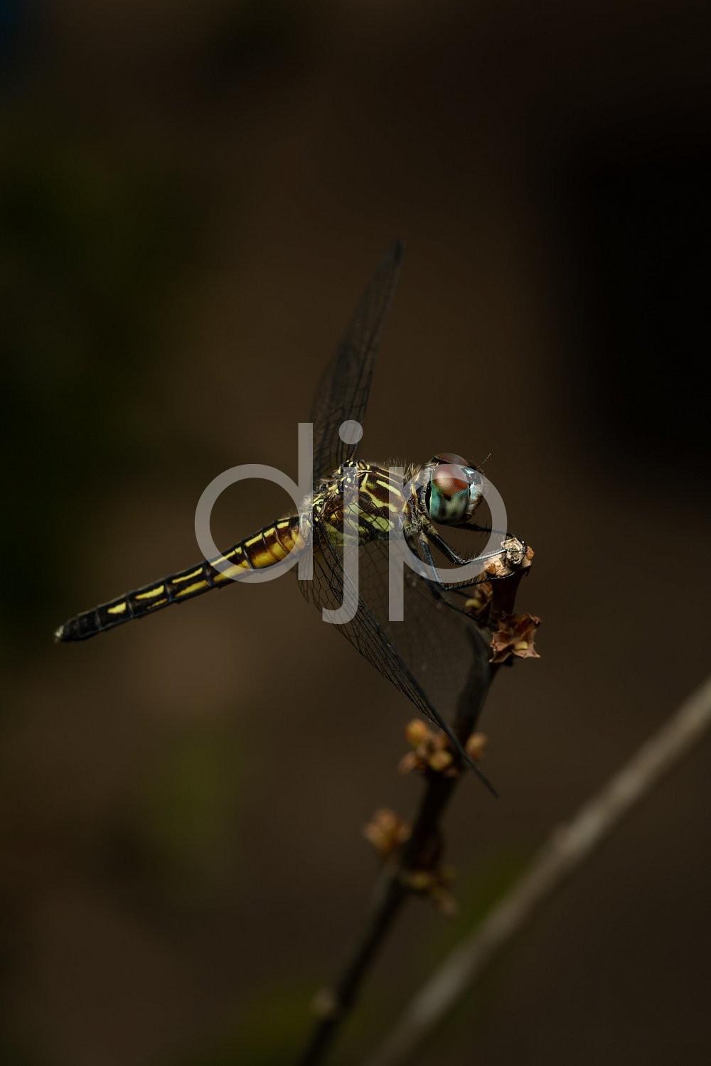 D Jones Photography, Sugar Land, blue, djonesphoto, dragonfly, excursions with djp, macro, personal, quarantine, red, yellow, black
