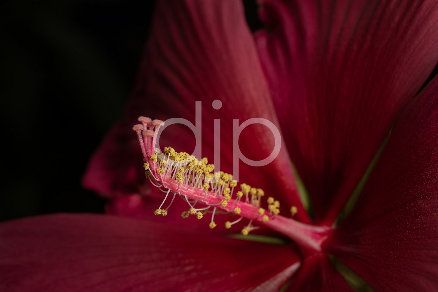 Sugar Land, djonesphoto, excursions with djp, flower, hibiscus, macro, personal, quarantine, yellow, D Jones Photography