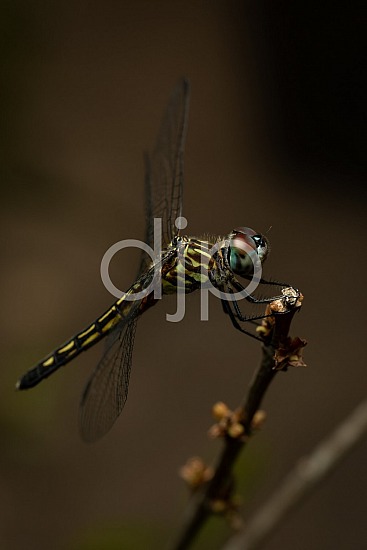 D Jones Photography, Sugar Land, blue, djonesphoto, dragonfly, excursions with djp, green, hibiscus, macro, personal, quarantine, yellow, black