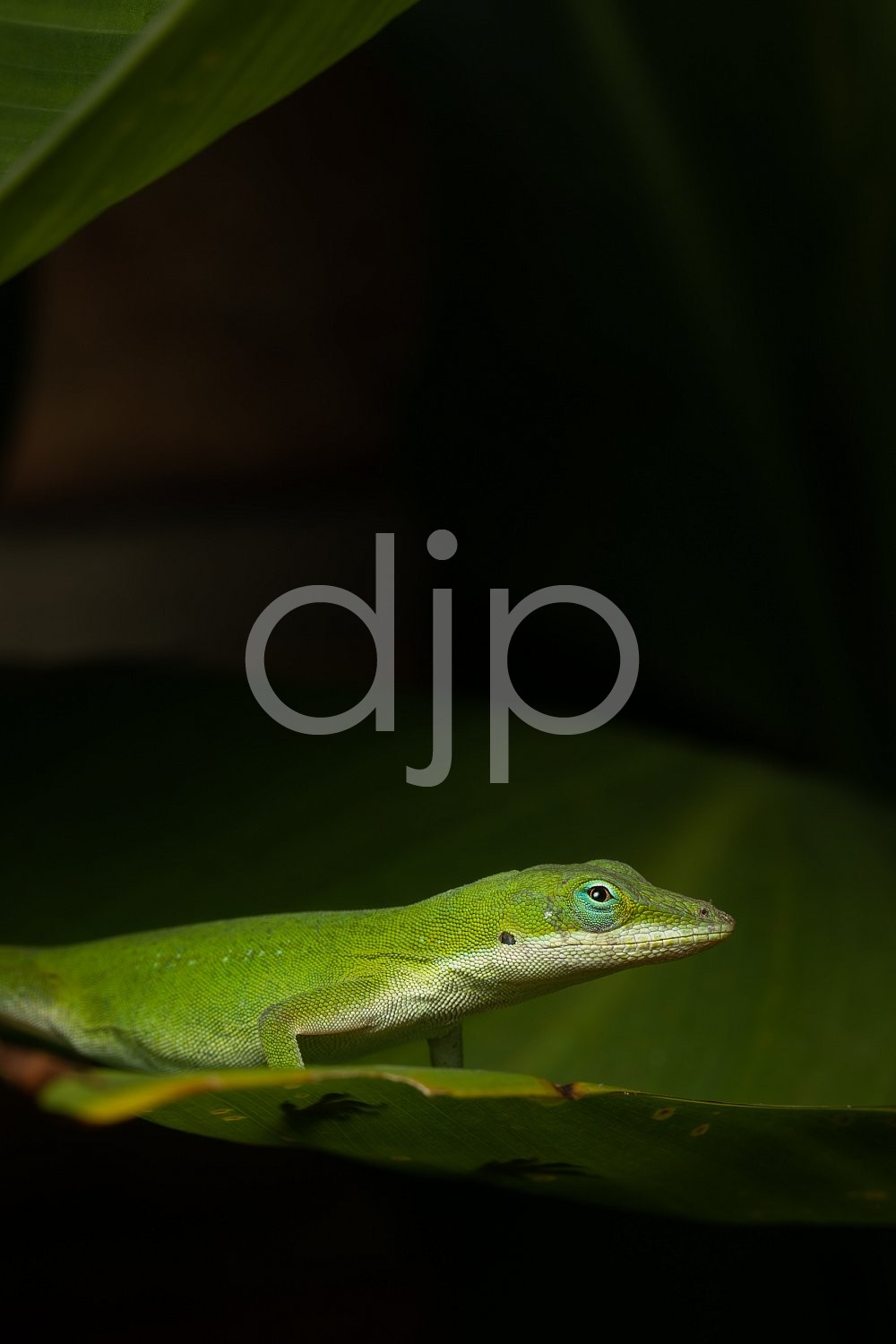 Sugar Land, djonesphoto, excursions with djp, green, lizard, macro, personal, quarantine, white, D Jones Photography
